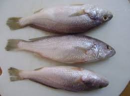 Silver Croaker Fish